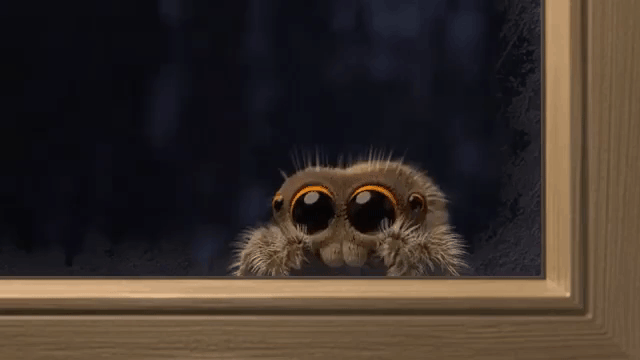 15.10.21_lucas-the-spider-out-in-the-cold.gif